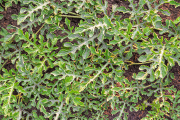 Watermelon tops on soil of plantation. Agricultural background. Green leaves on stalks in garden.