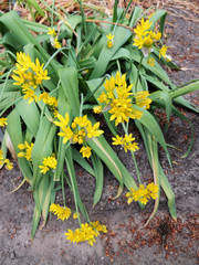 Golden Garlic or Lily Leek during flowering