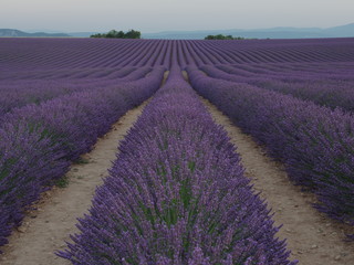 Obraz premium lavender field provence france