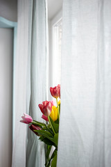 Beautiful bouquet of tulips is visible from behind the curtains, in the natural light from the window.