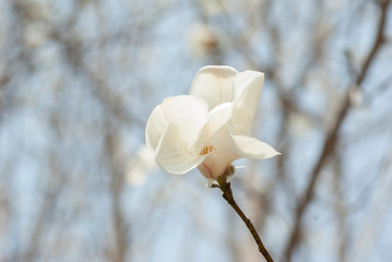 木に咲く白い花