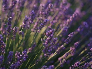 Fototapeta premium lavender field provence france