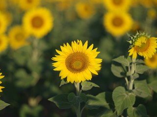 field of sunflowers