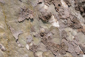 Background of plane tree bark, plane tree bark texture.