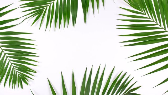 Closeup the motion of tropical palm leaves and shadow on white wall background with copy space.