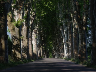 road in the forest