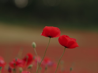 red poppy flower