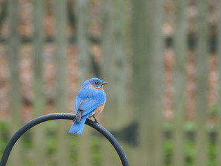 beautiful male eastern bluebird (Sialia sialis) perched on pole