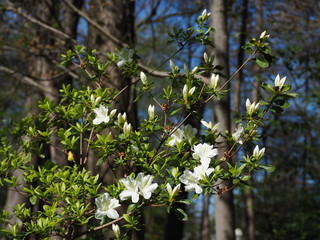 white azaleas blooming in spring