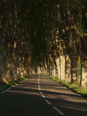 Obraz premium road in the forest