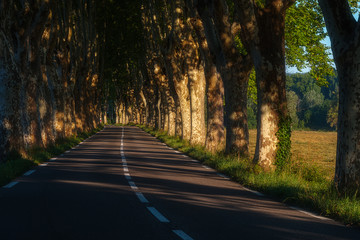 Fototapeta premium road in the autumn forest