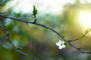spring bloom poster flower tree branch in sun light glare April time blurred nature background space for your text