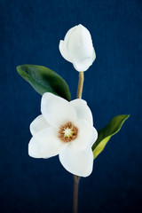 Fototapeta na wymiar White Magnolia