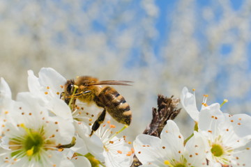 Close-up of a honey bee pollinating and sipping from a blooming Blackthorn shrub flower in spring