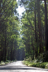 Fototapeta premium road in the woods