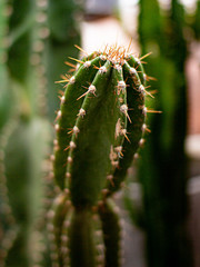 Big Cactus 