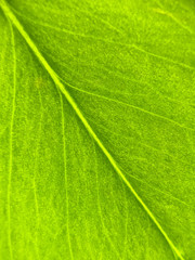 Close up View of a Green Leaf