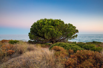 Fototapeta na wymiar Cabopino beach, Marbella, Malaga. Solitary tree in the foreground with the Mediterranean sea in the background.