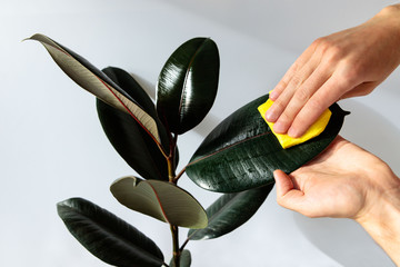 Male gardener hands wiping the dust from houseplant leaves, taking care of plant Ficus Elastic...