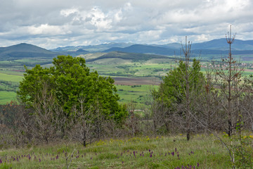Fototapeta na wymiar Spring Landscape of Cherna Gora mountain, Bulgaria