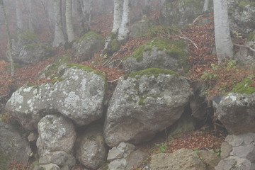 frog on the rocks