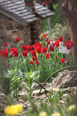 flowers in the garden