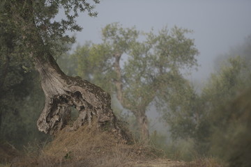 olive tree in the forest