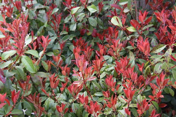 red and green leaves