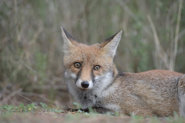 red fox in the wild