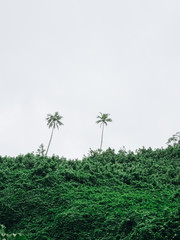 Cook islands Palm Trees