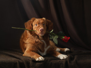 The dog holds a rose in his teeth. Nova Scotia Duck Tolling Retriever, Pink nose