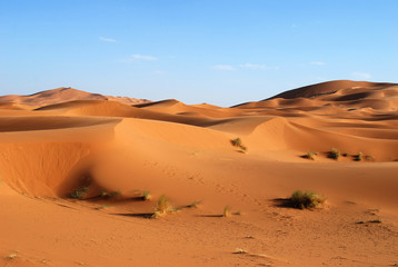 Fototapeta na wymiar Sahara Desert Sand Dunes at Sunset