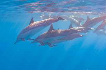 Pod of dolphins swimming just below surface in clear blue ocean
