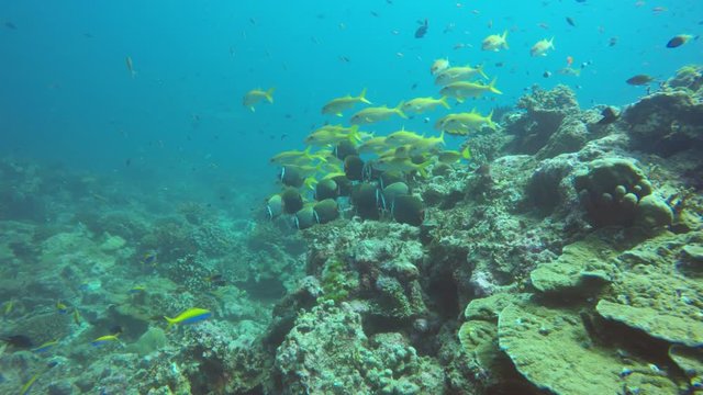 Underwater coral reef and tropical fish in Indian Ocean	