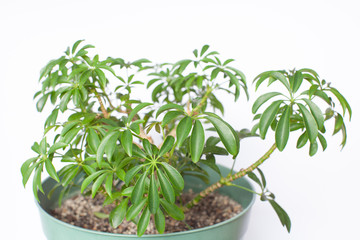 インテリアグリーン「シェフレラ」