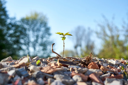 Abandoned little sprout growing from a pile of rubble. Environmental renewal.