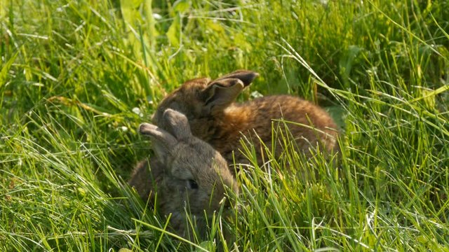 Two funny little young brown rabbit or hare runs in the green grass in spring. Easter concept.