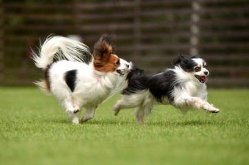 ドッグランで遊ぶパピヨン