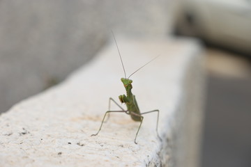 praying mantis on a rock