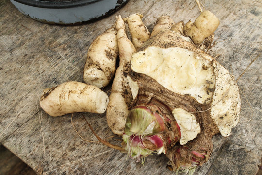 Tuber jinger harvest