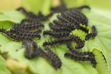 caterpillars on leaf