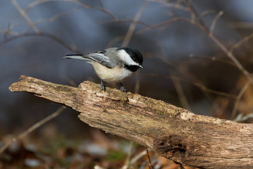 Obraz premium Black-capped chickadee sitting on a stump. 