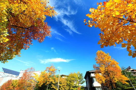 아름다운 가을 단풍과 하늘 Stock Photo | Adobe Stock