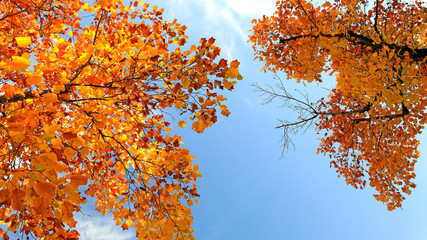아름다운 가을 단풍과 하늘