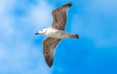 Seagull, blue sky