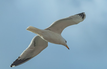 Seagull, blue sky