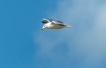 Seagull, blue sky