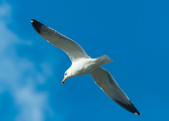 Seagull, blue sky