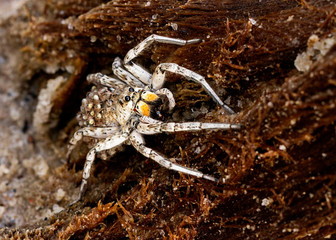 Female white wolf spider carrying babies on her back