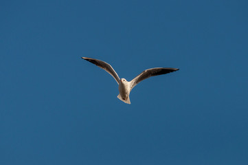 Seagull, blue sky